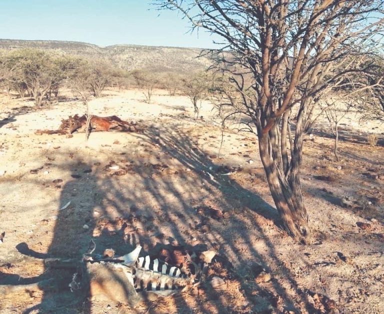 Sequía no da tregua a ganado caprino y bovino ramosarizpense