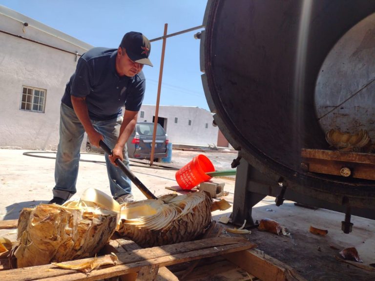 Sotol: la bebida de los 800 años y su presente en Coahuila 