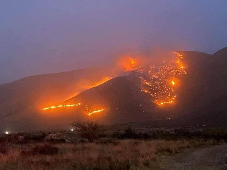 Recolectarán fondos en 2022 para reforestación en Arteaga y NL