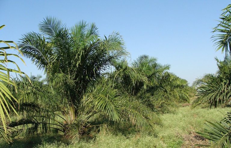 Uso de residuos de aceite de palma como alternativa energética