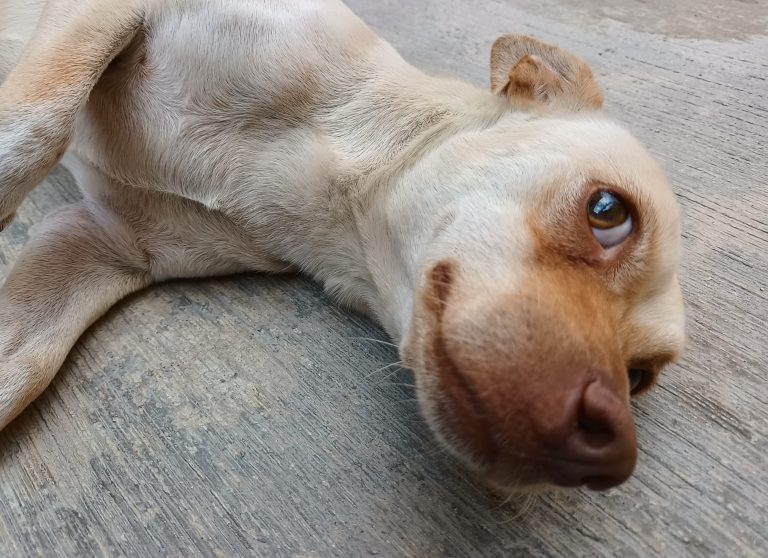 Habrá este sábado en Saltillo colecta de libros y cuadernos usados a beneficio de perros y gatos de albergues