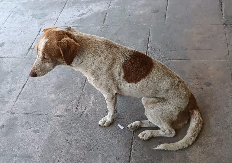 Hay en Saltillo 200 mil perros deambulando en la calle, sólo el 10 por ciento logrará una segunda oportunidad: SMA