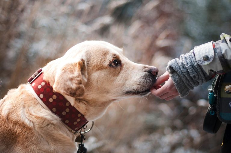 Prevalece falta de responsabilidad en el cuidado de los perros