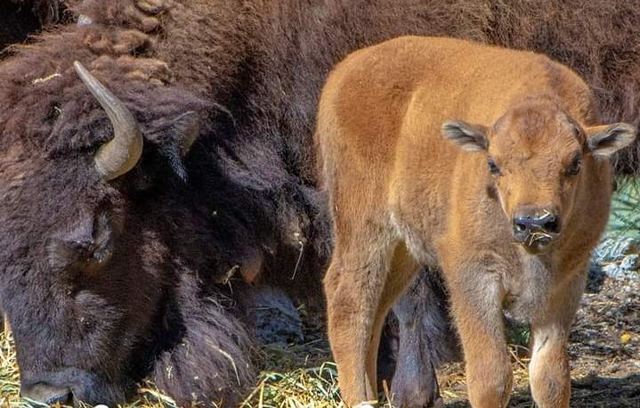 Busca Museo del Desierto nombre para bebé bisonte nacido el 30 de junio