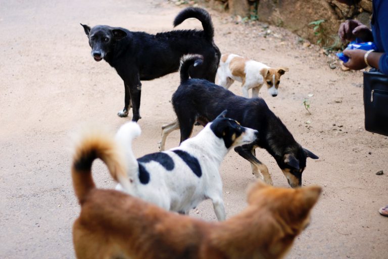 Envenenan a 14 perros en refugio de animales en Sinaloa