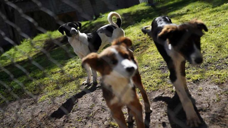 Estiman que en Coahuila viven un millón de perros