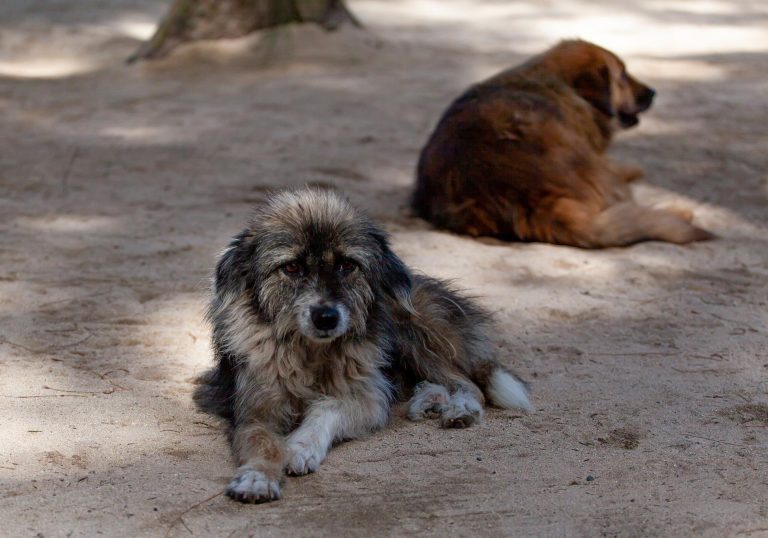 Invitan a donar artículos para realizar bazar a beneficio de perros rescatados 