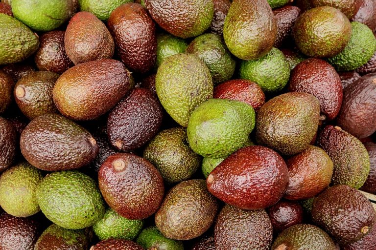 Jalisco envía aguacate a EU; impactará mercado nacional