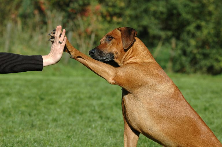 Vínculo entre perro y humano trasciende de solo un tema de compañía