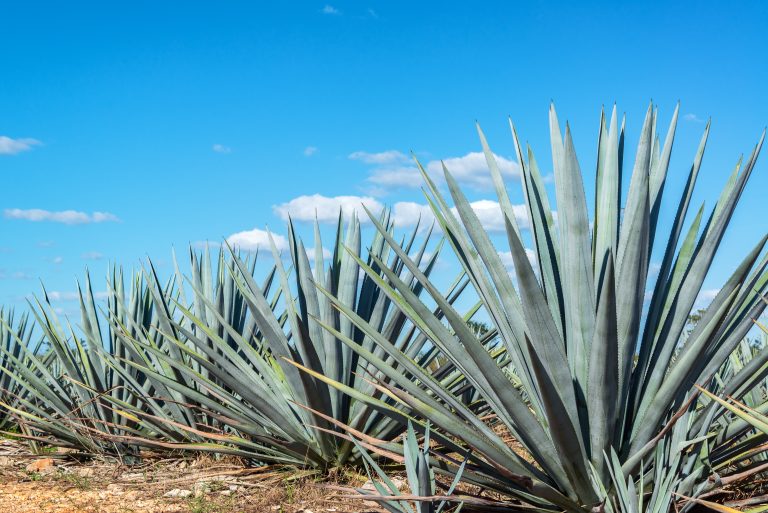 Deforestación, el lado oscuro de la industria del mezcal en Oaxaca