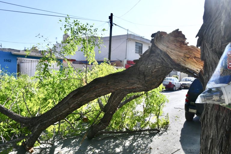 Cae árbol que corta circulación vial; autoridades acuden al llamado ciudadano