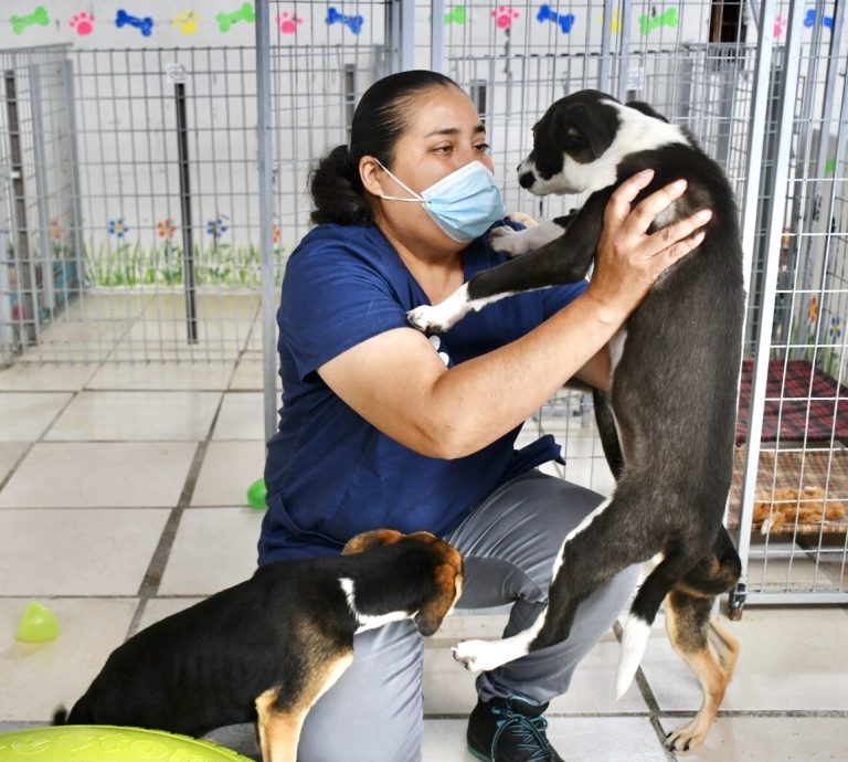 En centro “Mi Mascota” reinician servicio de esterilización a animales de compañía 