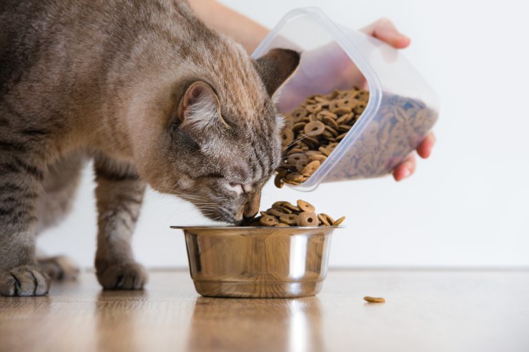 En un año, mexicanos gastan 100% más en alimento para gatos