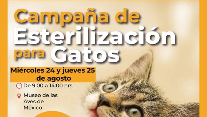 Habrá los días 24 y 25 de agosto campaña de esterilización de gatos al 2 x1 en el MUSAVE