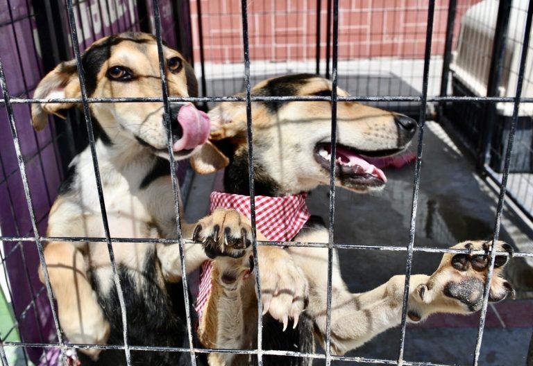 “Mi Mascota” te invita a adoptar un animal de compañía 