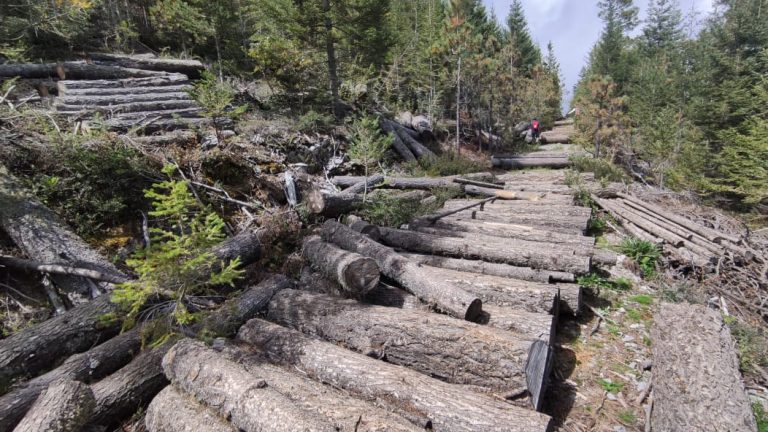 Reportan tala clandestina en Arteaga, se quejan de que las autoridades no actúan