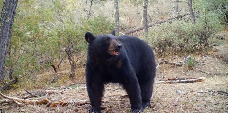 La familia saltillense que sigue de cerca a osos y otros animales en Zapalinamé