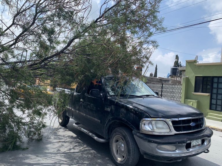 Cae árbol que derriba cableado en colonia Del Valle; Autoridades acuden al llamado ciudadano 