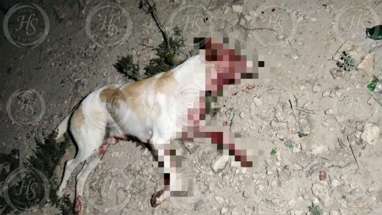 Perros hallados muertos en Arteaga podrían haber sido usados en pelea clandestina: PROPAEC