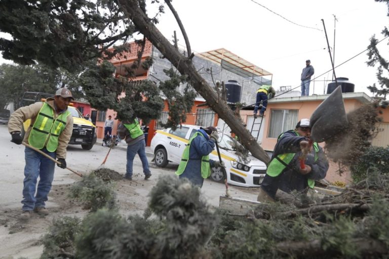 Retiran árboles con plagas en Saltillo