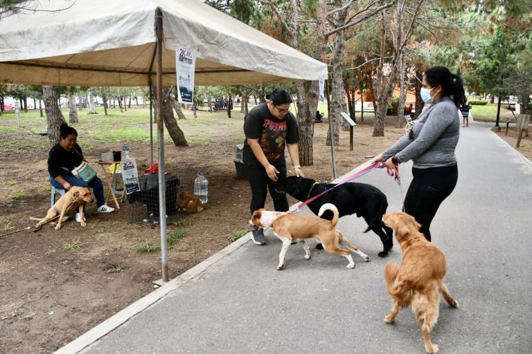 Saltillenses responden a jornada de adopción y cuidado de mascotas 