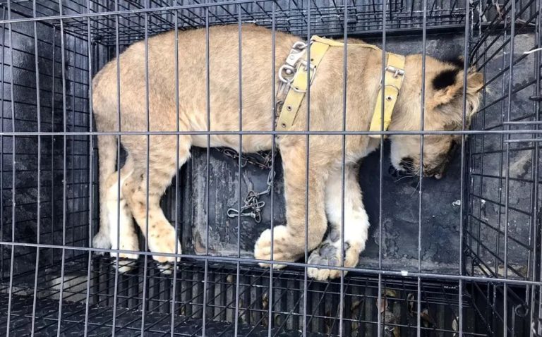 Caen dos en Acuña cuando transportaban ¡un león!