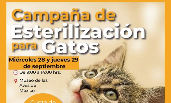 Habrá este miércoles 28 y jueves 29 esterilización de gatos al 2 x 1 en el MUSAVE