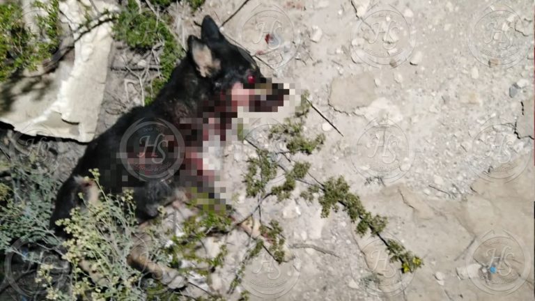 ¡Lamentable! Denuncian asesinato de perros en Arteaga