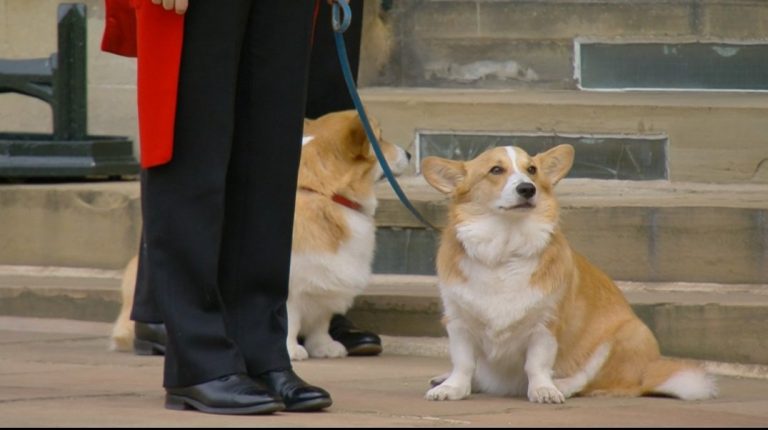 Asegura que los corgis de la reina Isabel II ya superaron el duelo