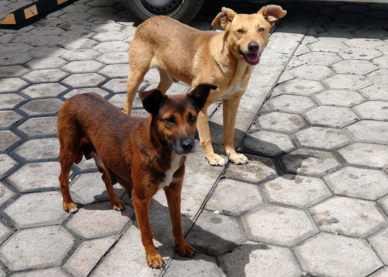 Mantener la vacunación de perros contra la rabia para reducir la circulación de este virus