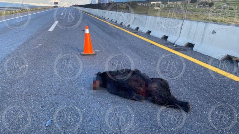 Oso muere atropellado en la carretera 57