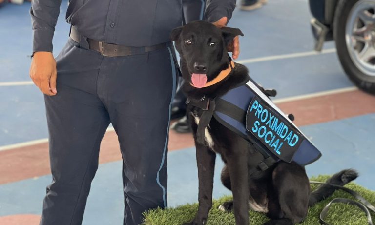 Shelby: de perrita de la calle a elemento del K9