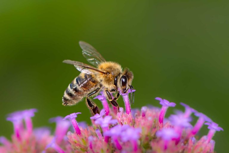 La importancia de las abejas, más allá de la miel