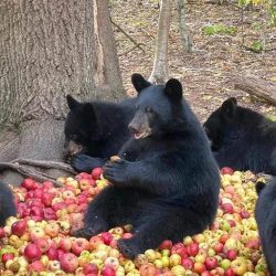 Las manzanas de Arteaga son las mejores del mundo. Hasta los osos las disfrutan