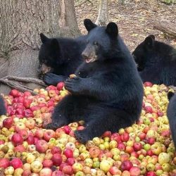 Las manzanas de Arteaga son las mejores del mundo. Hasta los osos las disfrutan