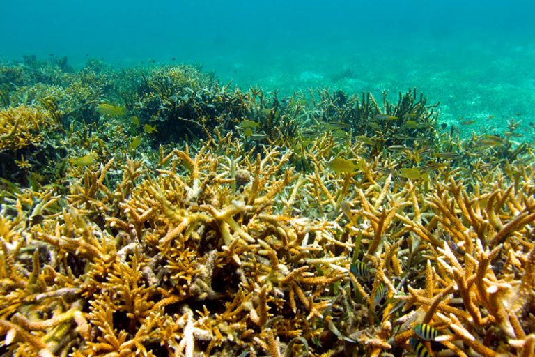 Arrecife Alacranes, potencial refugio frente al blanqueamiento de los corales