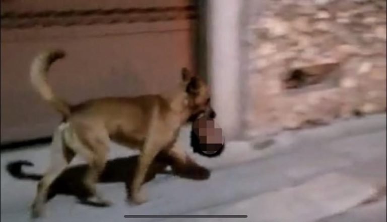 Captan a perro paseando con una cabeza humana en Zacatecas