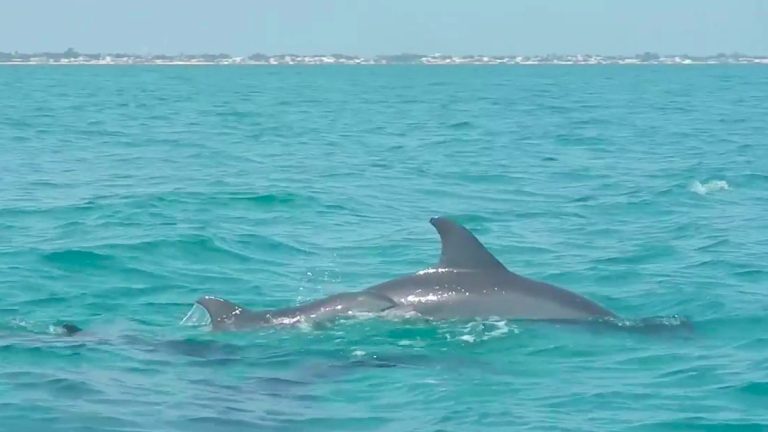 Identifican metales en delfines que se alimentan de especies comerciales