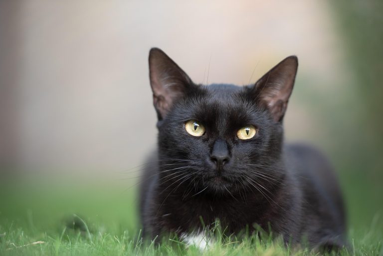 ¿Los gatos negros son de mala suerte?