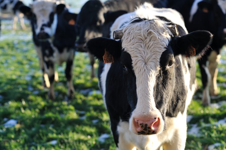 Nueva Zelanda diseña un plan para cobrar impuestos por los gases que emiten el ganado vacuno y bovino