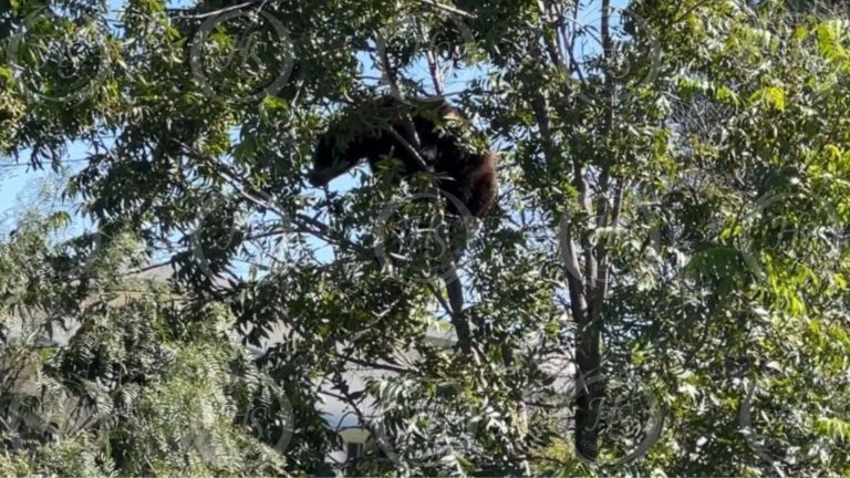 Rescatan a mamá osa y a sus tres oseznos en la colonia Morelos de Saltillo