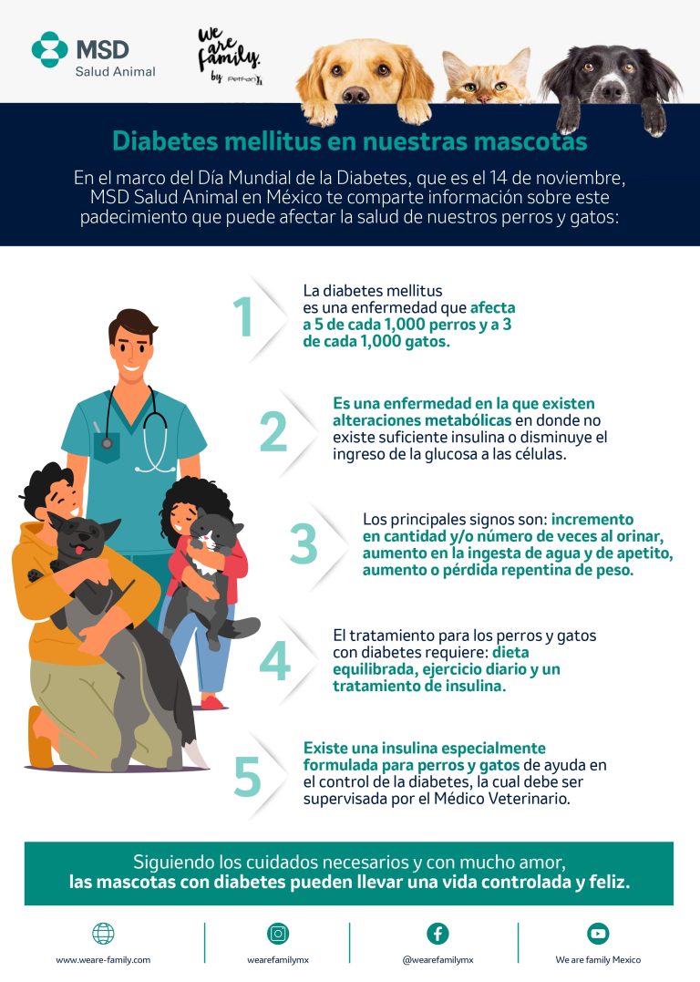 Diabetes mellitus, gran amenaza para la salud de nuestras mascotas   