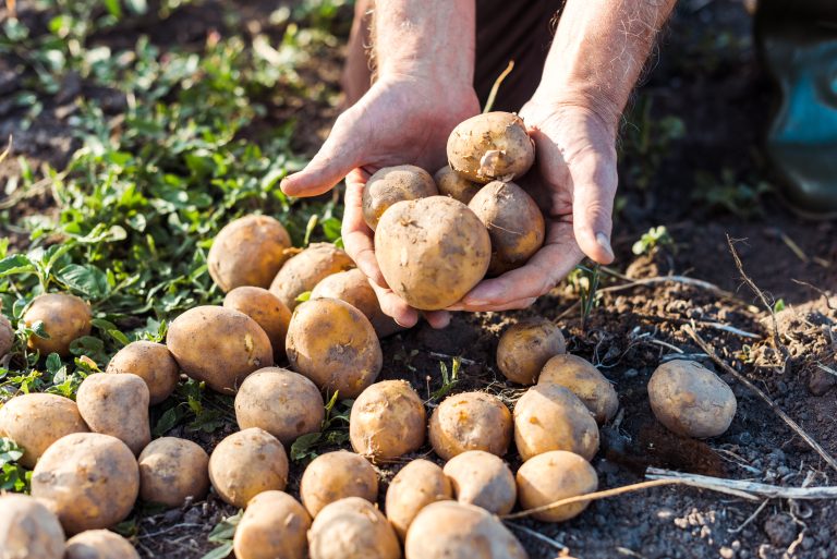 Mayor fomento a la agricultura nacional para lograr la soberanía alimentaria