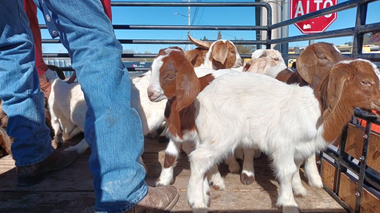 Golpea inflación a vendedores de cabrito en Saltillo