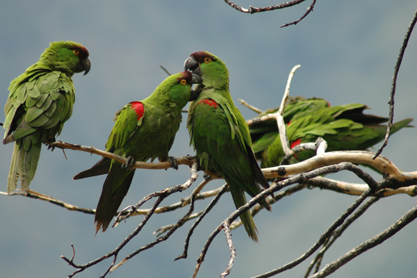 Pirotecnia no sólo afecta a perros y gatos, también a las aves silvestres y domésticas