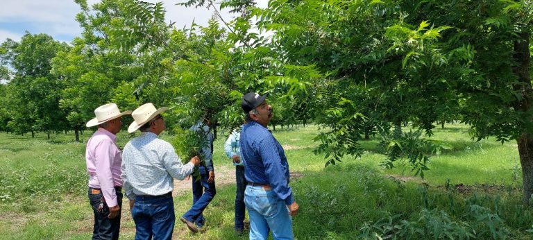 Gran aceptación entre productores tiene la plantación de nogal en Coahuila