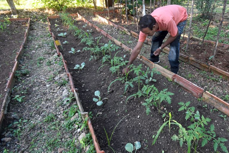 La alimentación mundial, en riesgo por la caída de los nutrientes del suelo