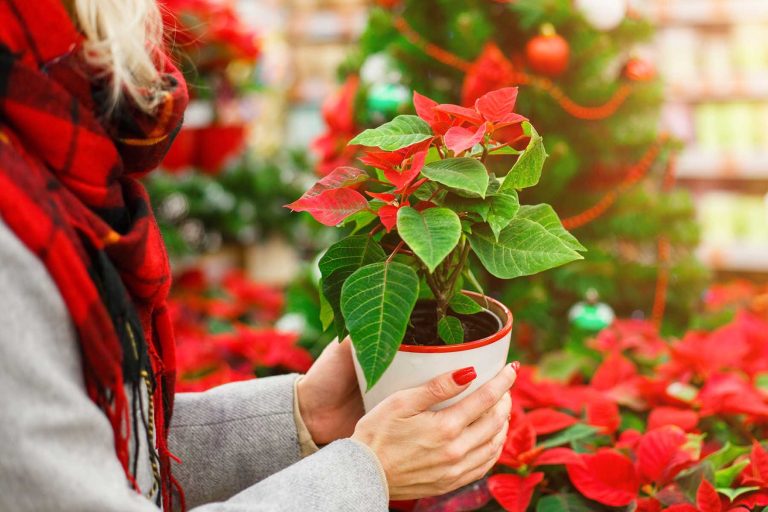 Todo lo que debes saber sobre la Flor de Nochebuena