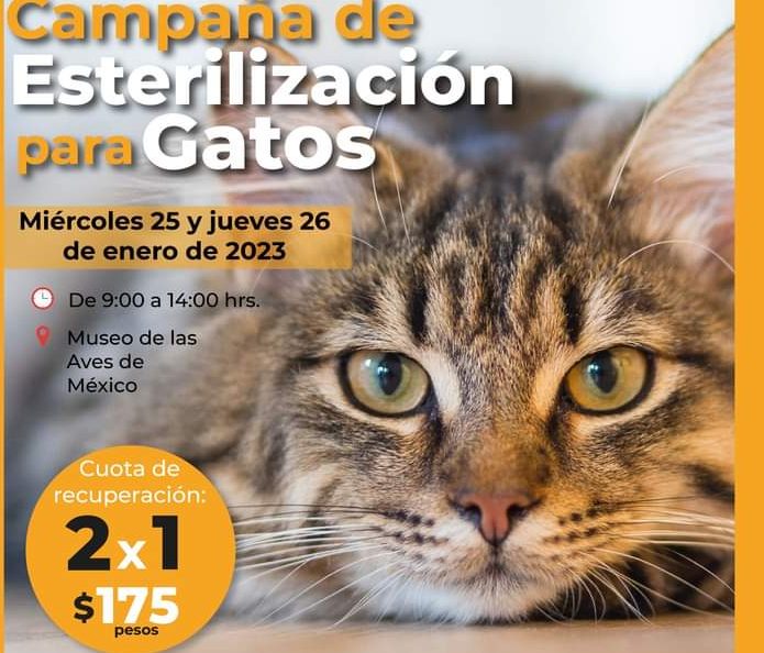 El próximo miércoles y jueves habrá esterilización de gatos al 2 x 1 en el Museo de las Aves