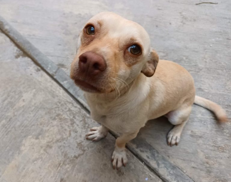 Pide SMA se evite regalar cachorros en este Día de Reyes   